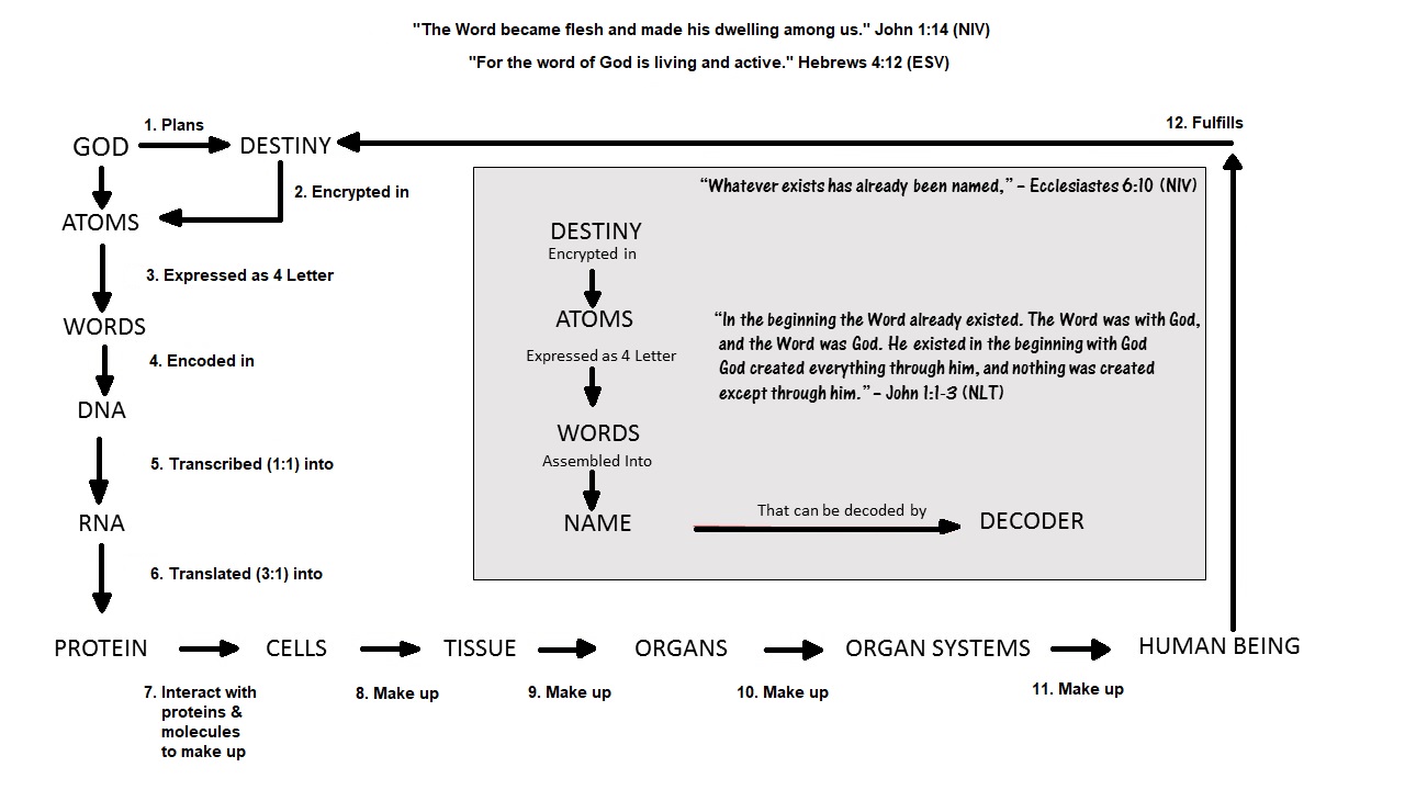 ALLAH's Process For Creating Humans